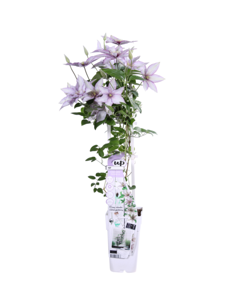 Clématite à floraison continue