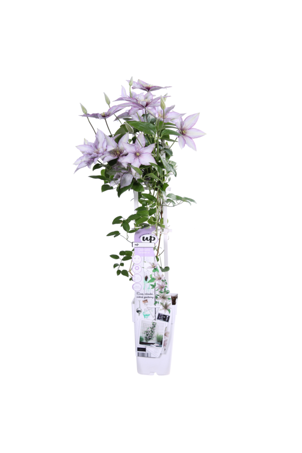 Clématite à floraison continue Samaritan Jo™