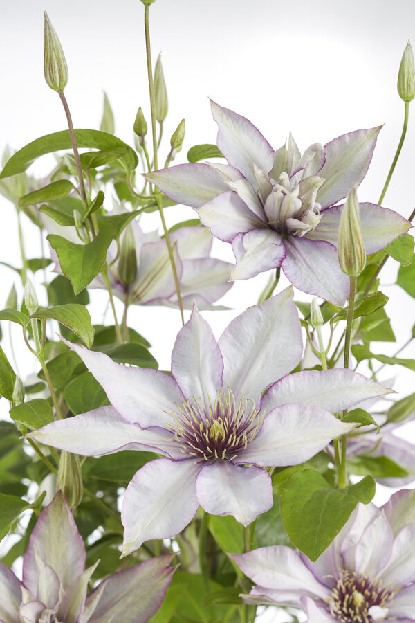 Clématite à floraison continue Samaritan Jo™