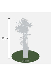 Clématite à floraison continue Samaritan Jo™