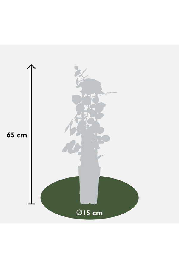 Rosier grimpant remontant Rose