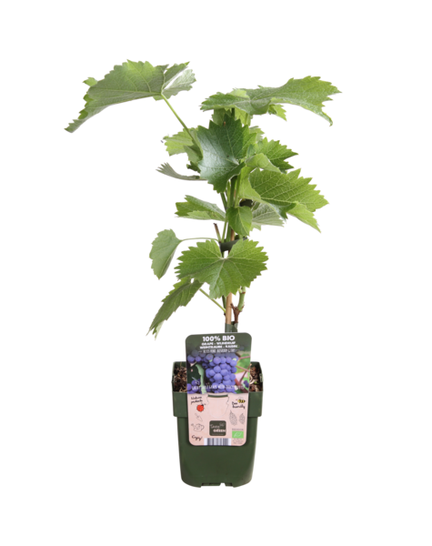 Vitus Druivenplant