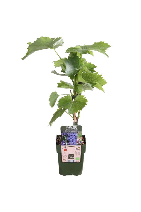 BIO Vitus Druif Boskoop Glory