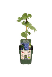 BIO Vitus Druif Boskoop Glory