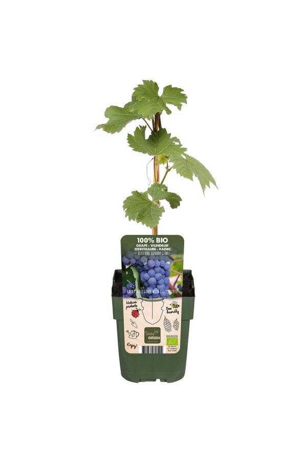 BIO Vitus Druif Boskoop Glory