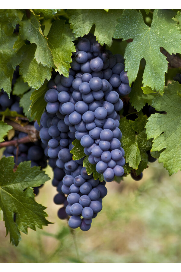 Vigne BIO Vitus Boskoop Glory