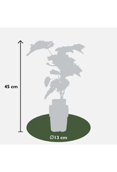 Vigne BIO Vitus Boskoop Glory