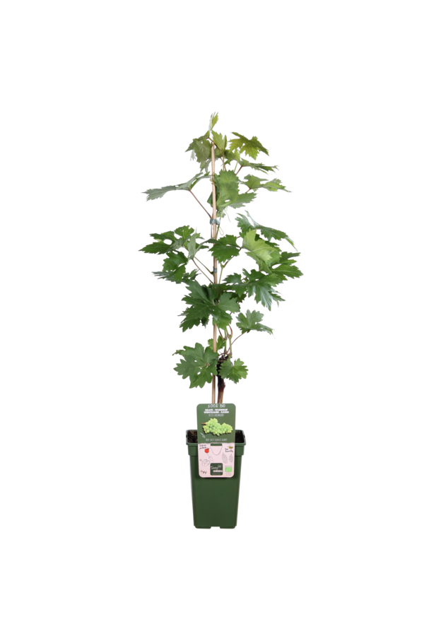 Raisin BIO Vitus Lakemount