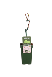 Raisin BIO Vitus Lakemount