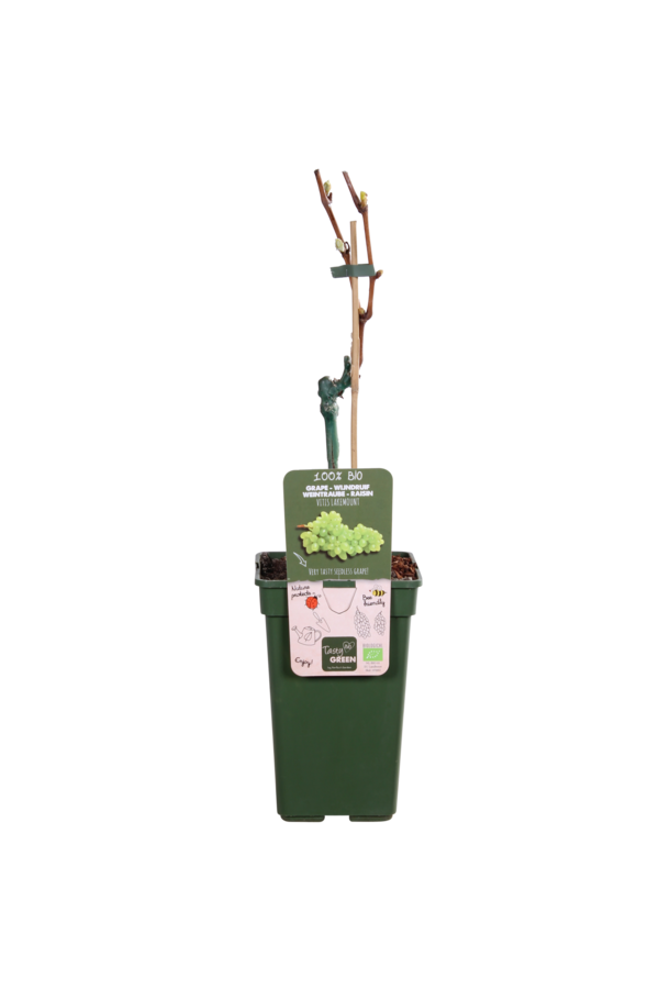 Raisin BIO Vitus Lakemount