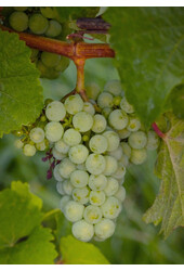 Raisin BIO Vitus Lakemount