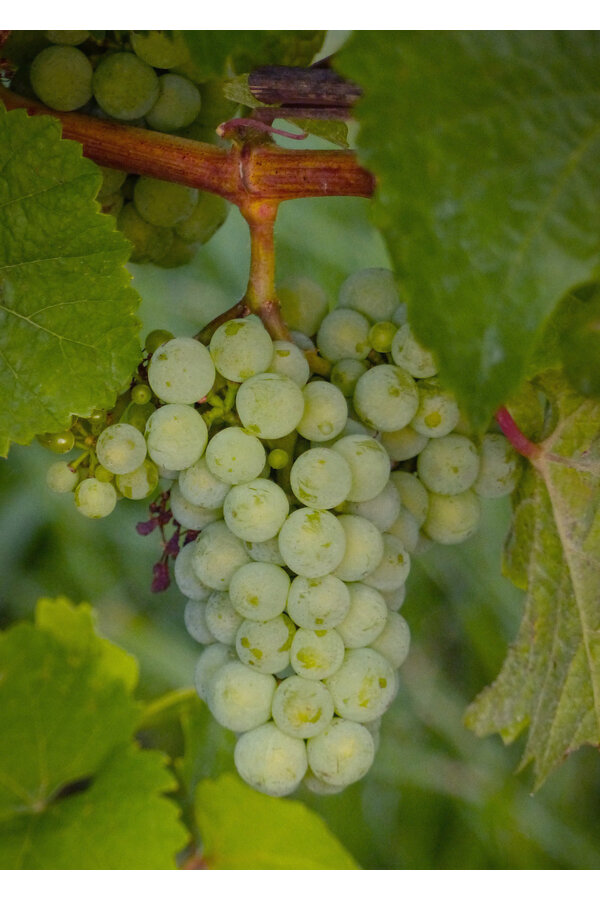 Raisin BIO Vitus Lakemount