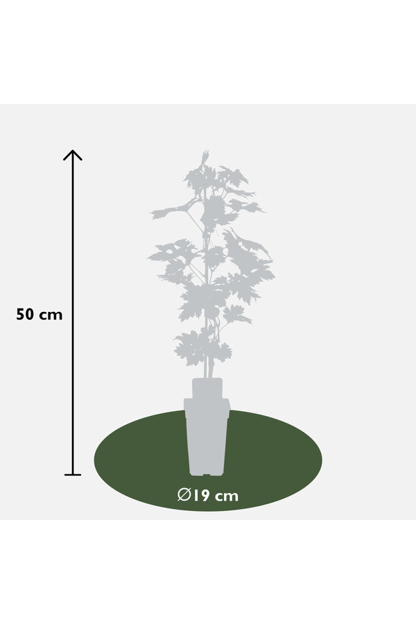 BIO Vitus Druif Lakemount