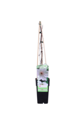 Clématite à grandes fleurs Miss Bateman