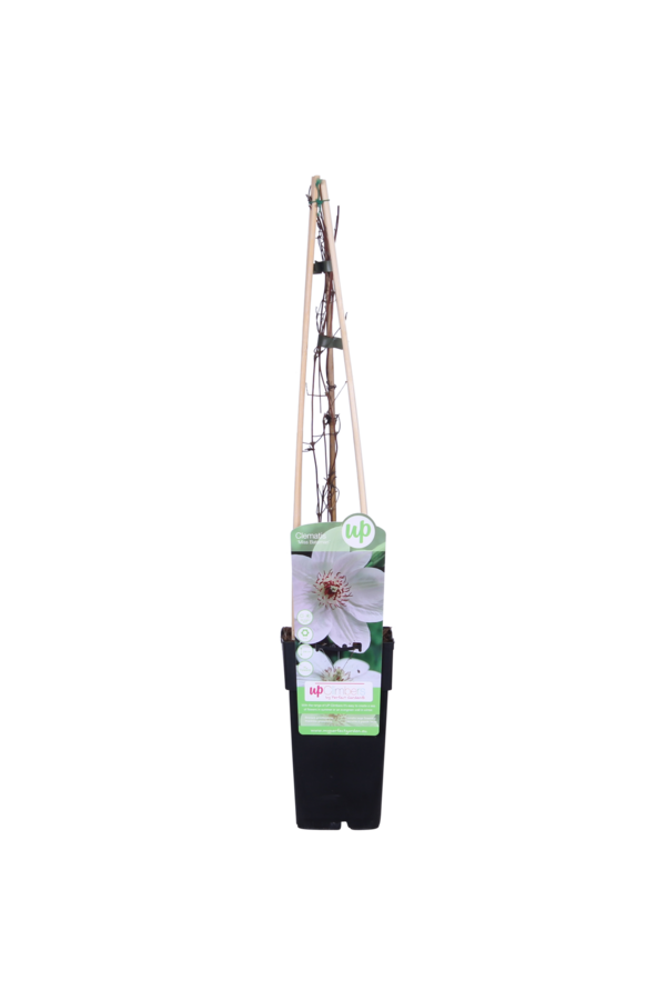 Clématite à grandes fleurs Miss Bateman