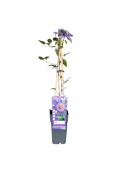 Clématite à grandes fleurs Multi Blue