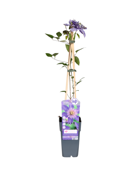 Clematis