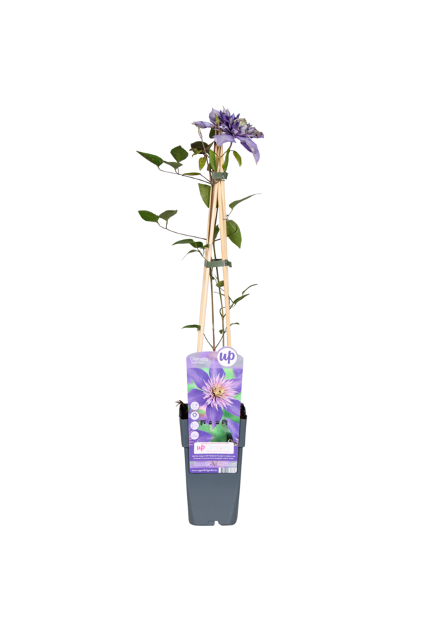 Clématite à grandes fleurs Multi Blue