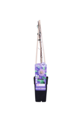 Clématite à grandes fleurs Multi Blue