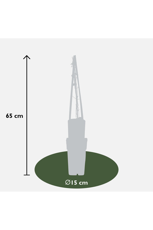 Clématite à grandes fleurs Multi Blue