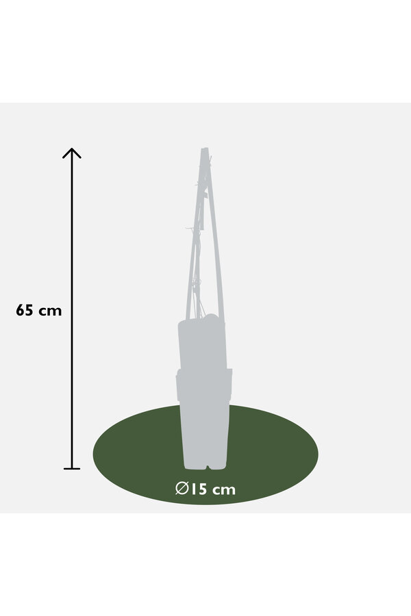 Clématite à grandes fleurs Piilu
