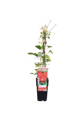 Clematis Grootbloemige Bosrank Rouge Cardinal