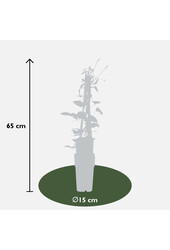 Clematis à grandes fleurs Rouge Cardinal