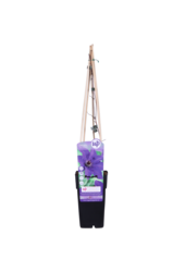 Clematis à grandes fleurs The President