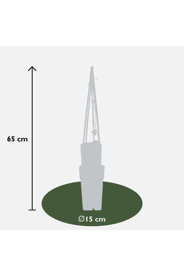 Clematis à grandes fleurs The President