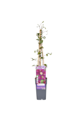 Clematis Grootbloemige Bosrank Warszawska Nike