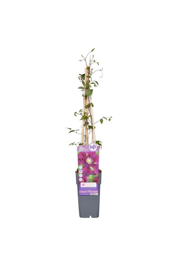 Clematis Grootbloemige Bosrank Warszawska Nike