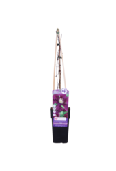 Clématite à grandes fleurs Warszawska Nike