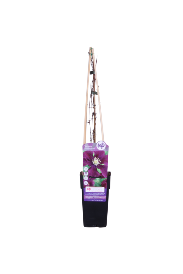 Clematis Grootbloemige Bosrank Warszawska Nike