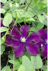 Clématite à grandes fleurs Warszawska Nike