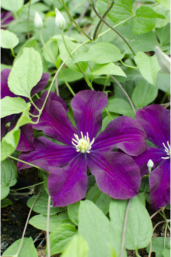 Clématite à grandes fleurs Warszawska Nike