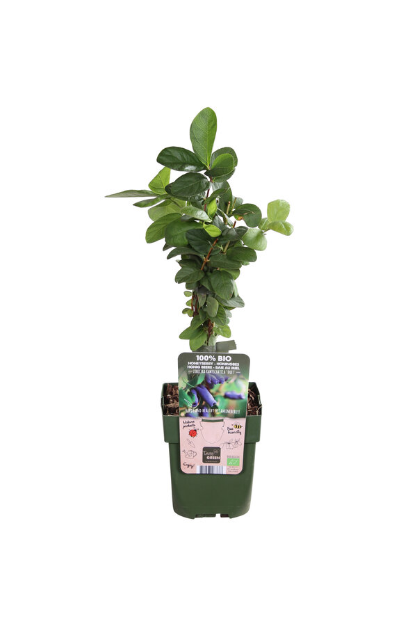 Chèvrefeuille comestible Duet