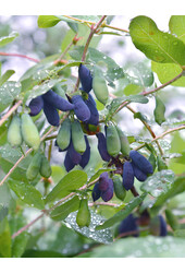 Chèvrefeuille comestible Duet