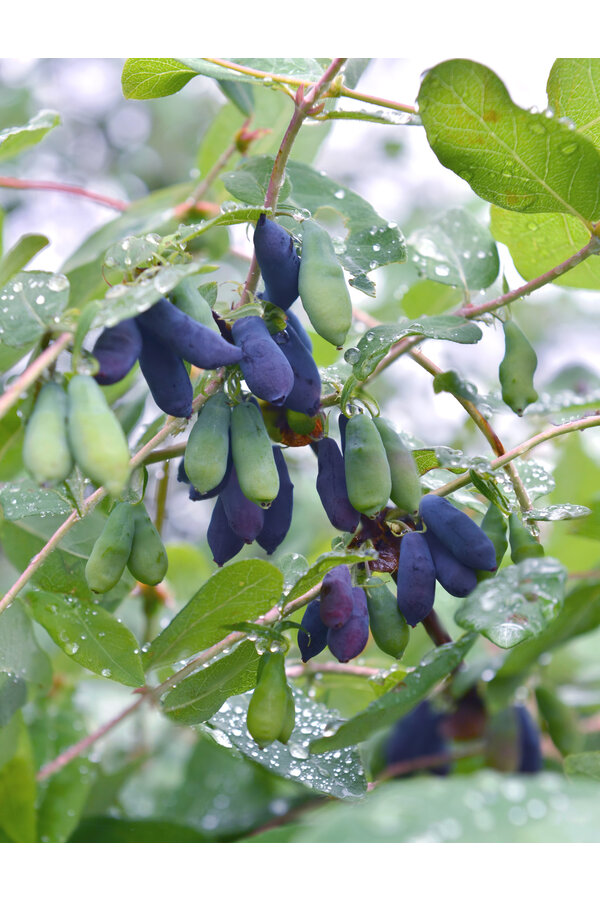 Chèvrefeuille comestible Duet