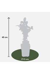 Chèvrefeuille comestible Duet