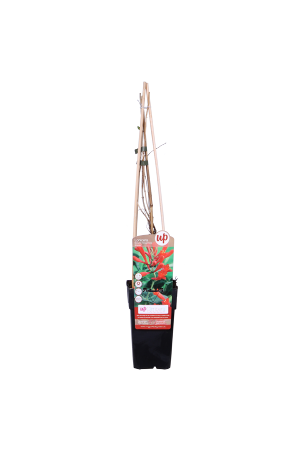 Lonicera Chèvrefeuille Dropmore Scarlet