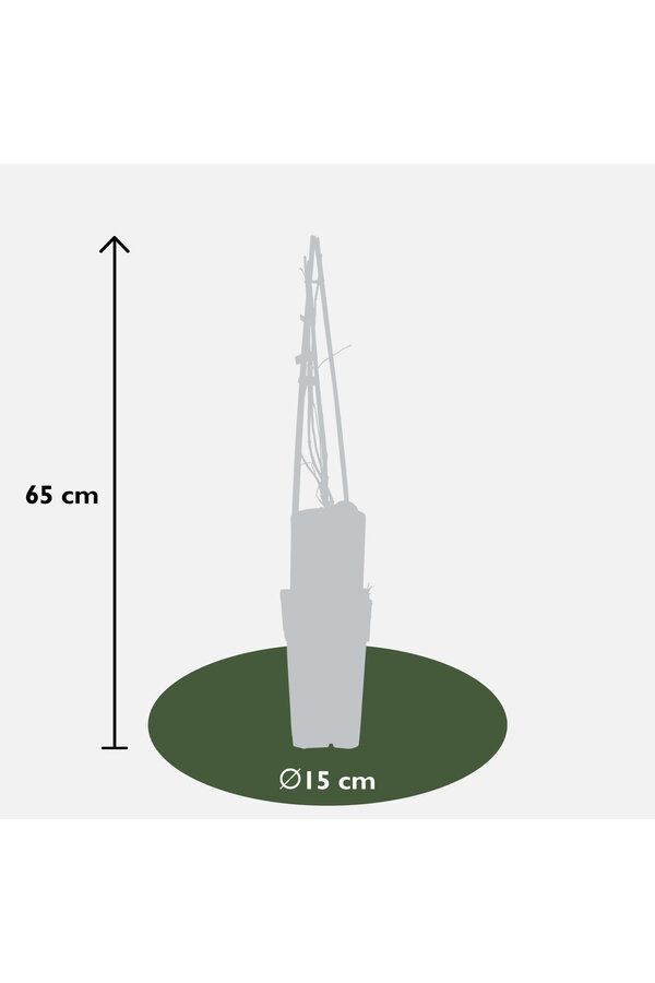 Lonicera Chèvrefeuille Dropmore Scarlet