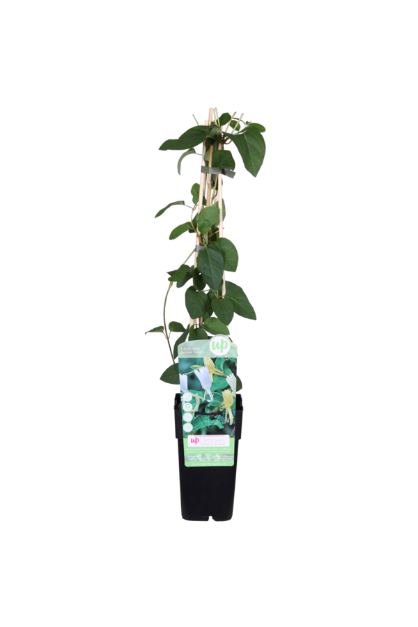 Lonicera Chèvrefeuille Halliana