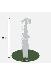 Lonicera Chèvrefeuille Halliana