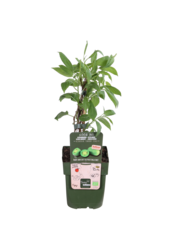 Plante de kiwi Kiwiberry (issai)