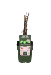 Plante de kiwi Kiwiberry (issai)