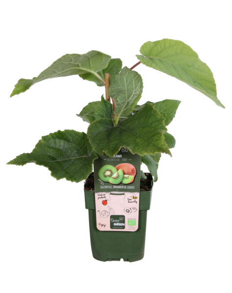 Plant de kiwi
