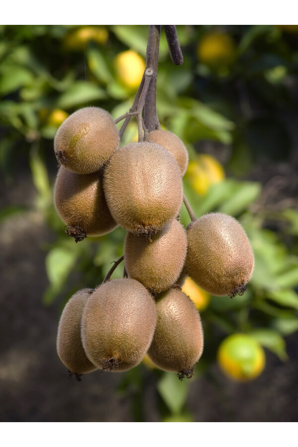 Kiwi plant Jenny