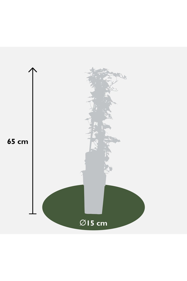Lierre à petites feuilles Helix