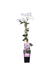 Clématite à petites fleurs 'Apple Blossom'