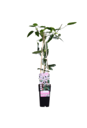 Clématite à petites fleurs 'Apple Blossom'